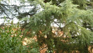 LA STANZA SUI CEDRI - Smart working - Airport - Private Parking - Ducati - Philip Morris - Foto 5