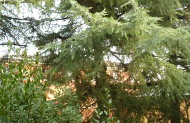 LA STANZA SUI CEDRI - Smart working - Airport - Private Parking - Ducati - Philip Morris - Foto 5