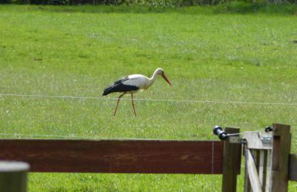 Ferienwohnung im Spreewald in idyllischer Alleinlage - Foto 8