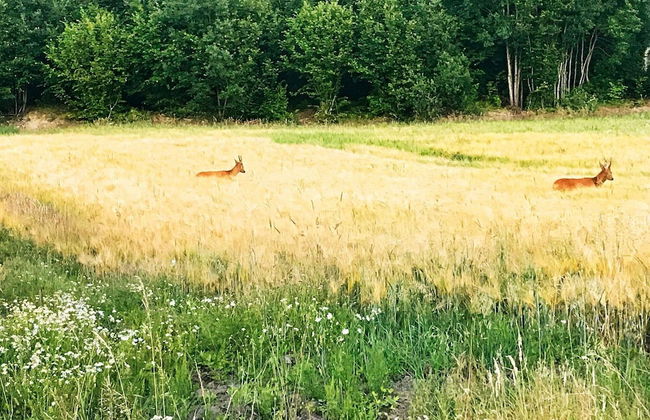 4 Star Holiday Home in Rabbalshede-by Traum - Foto 13