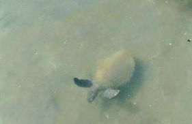 Porto de Luz - Casa beira mar Condomínio Marina - Foto 15