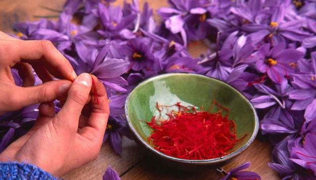 Learn about the cultivation process