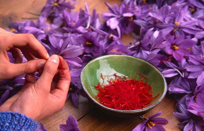 Olmedo Saffron Tour - Photo 2