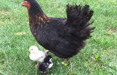 Ô pré de jade - Foto 17