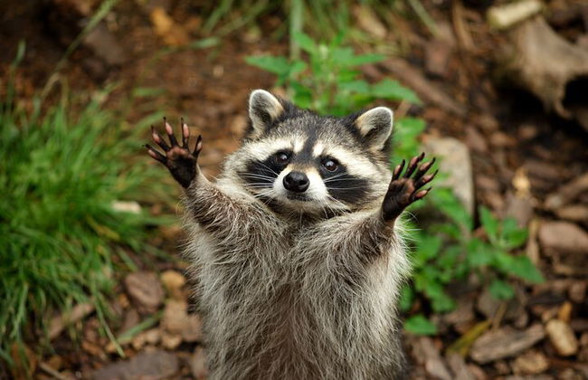 Billet coupe-file pour le zoo Hellabrunn de Munich avec transferts - Photo 7