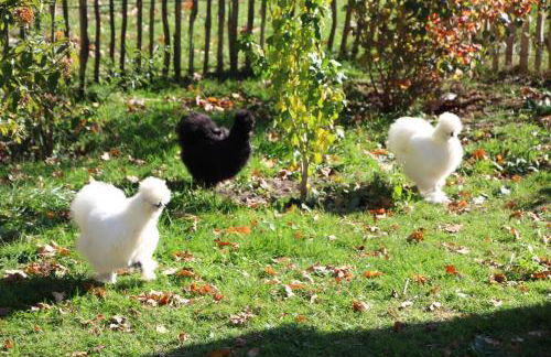 Oase auf dem Land - Foto 4