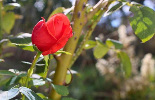 Casa Rural El Membrillo by SIERRA VIVA - Foto 31