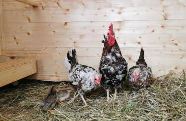 Can Torrotes - Foto 22