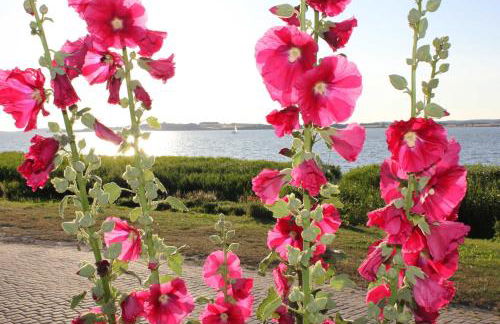 4 - Sterne Ferienhaus Am Brink - Foto 15