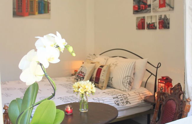 Maltese Maltese - Foto 7