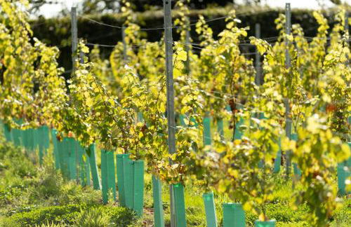 Cosy Mirrored House next to a Magical Swimming Lake - Foto 22