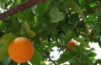 villa liberata - Foto 7