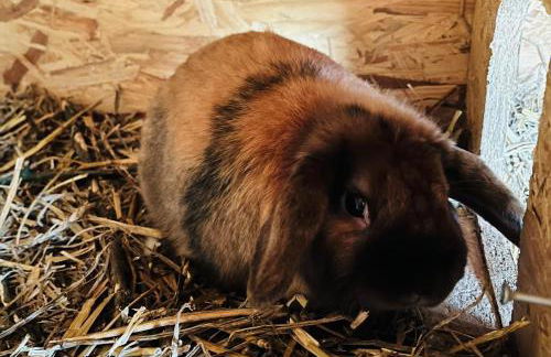 Gutshof von Gemünden Ferienwohnung 1 - Foto 51