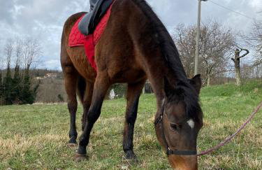 Luxury Villa Četiri Hrasta - Foto 78