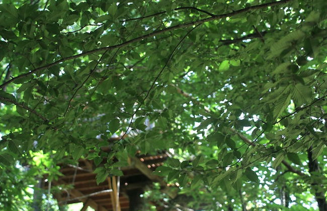 Ô bois dormant - Foto 53