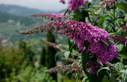 Lemon Tree Cottage at Terrus Winery - Foto 12