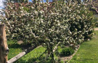 Krzywiec - Pasieka na Szlaku Kopernika - Foto 15