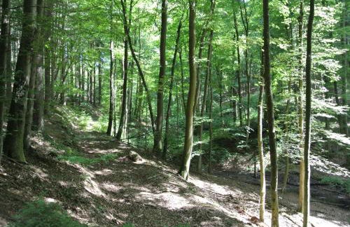 Ferienwohnung zur Mühle - Foto 79