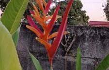 Casa de Campo , Lagoa Nova - Linhares ES - Foto 7