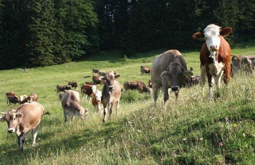 at the Seehotel Hartung - Foto 39