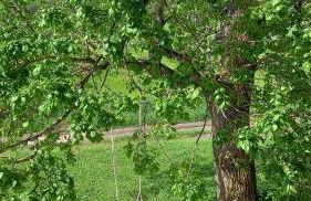 Sur les Rives du Haut Allier - Foto 21