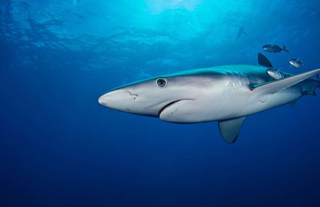 Scuba Diving with Sharks Experience - Photo 2