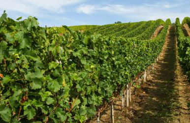 Villa Les oliviers - Foto 48