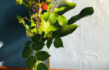 Ferienwohnung Schönwälder mit kleiner Terrasse und WALL BOX - Photo 15