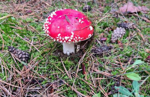 Domek pod Lasem - Foto 11