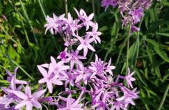 L'Odyssée provençale, un duplex de charme de 2 chambres au pied du village médiéval de Bormes-les-Mimosas, offrant des prestations haut de gamme et une superbe vue sur le Massif des Maures - Foto 47