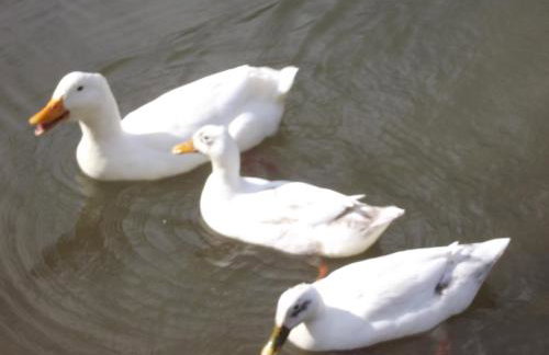 Bryn Cottage - Foto 11