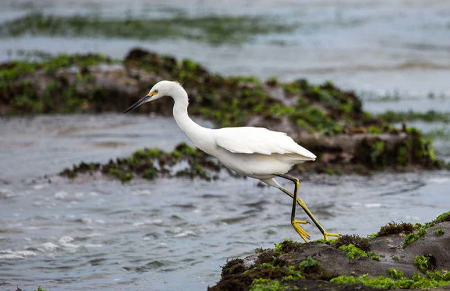 Whale Watching in Mancora - Photo 1