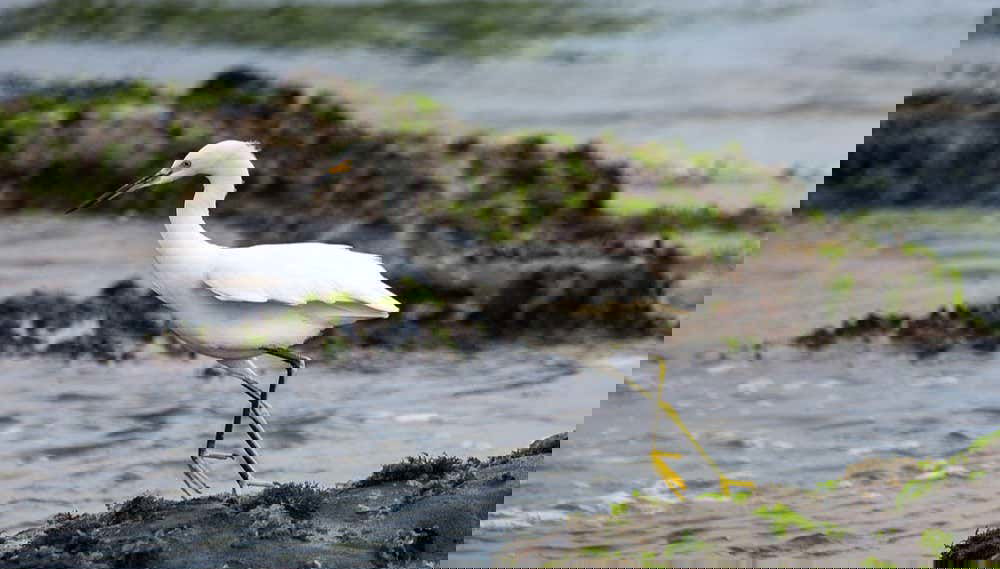 An endemic bird on the coast of Mancora