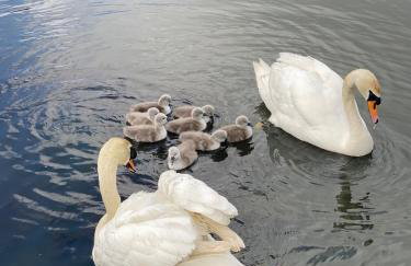 Lake View Lincoln - Foto 10