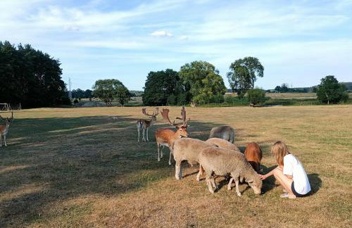 Smocze Ranczo 3 - Foto 65