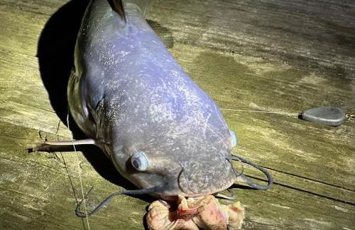 Lakefront 3BR Retreat - Pier, RV, Family-Friendly - Foto 22