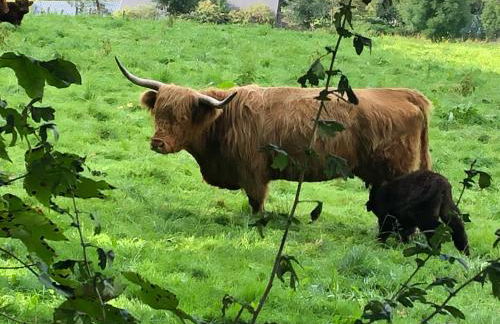 Schöne Aussicht Sauerland by Kölbel Familienurlaub mit Hund - Foto 28