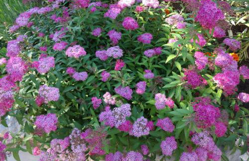 Villa Marlin - Foto 17