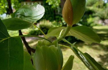 Ferienwohnung Unterm Tulpenbaum - Foto 35