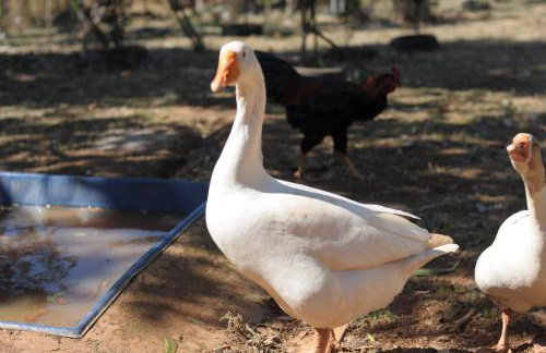 Pousada e Restaurante Victórios - Photo 68