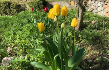 Casa rural en plena naturaleza Lic UVTR1524 - Photo 35