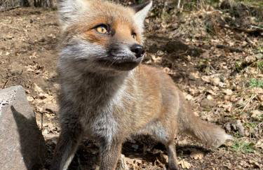 Woods Etna Chalet - Photo 35