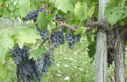 Agriturismo La Querce - Foto 63