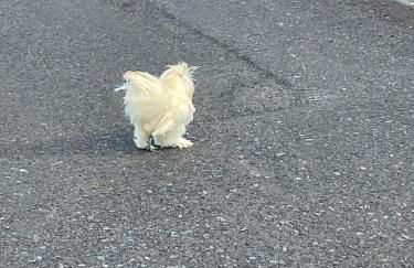 APARTAMENTO ROSALIA - Foto 4