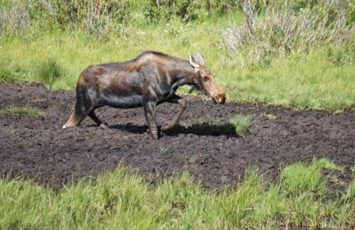 Amazing 3200Sq ft Upgrade Log Cbn GameRoom HotTub - Foto 43