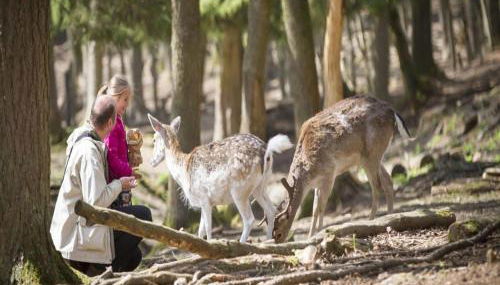 Holiday Home in Grand Est - Foto 4