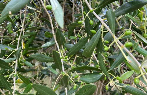 Tenuta Le Mandorlaie, Agriturismo in Scansano - Foto 50