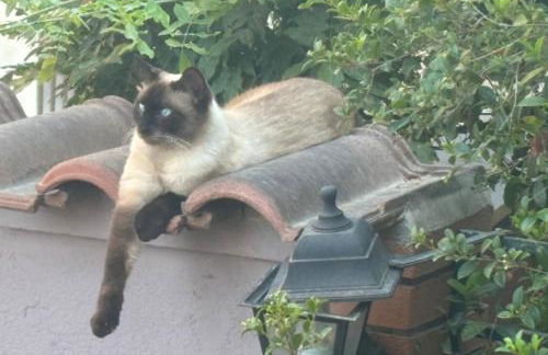 Il Cortiletto - Foto 7