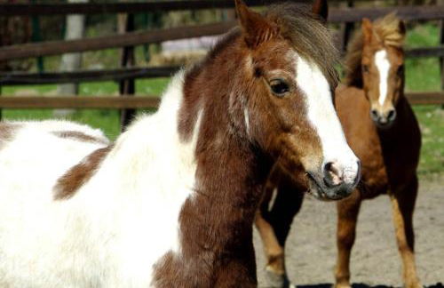 504 Stallgeflüster - Foto 28