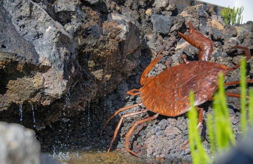 El Jable Rentals - Foto 10